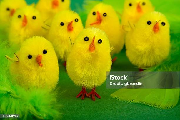 Easter Chicks Stock Photo - Download Image Now - Animal, Animal Body Part, Animal Wing