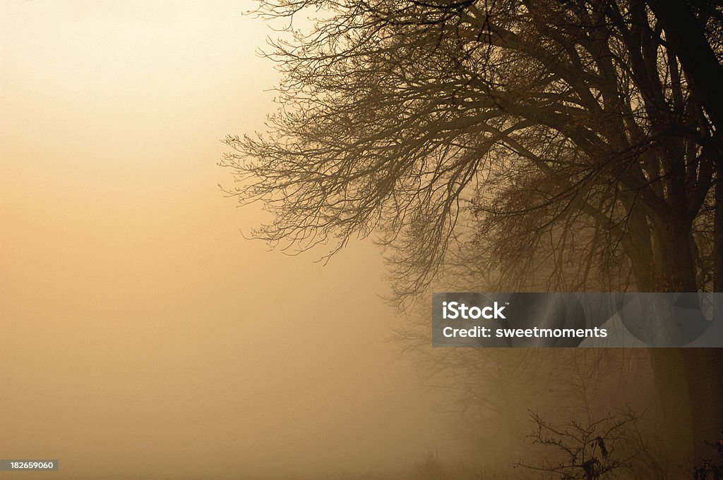 Nebbia nella foresta - Foto stock royalty-free di Acqua