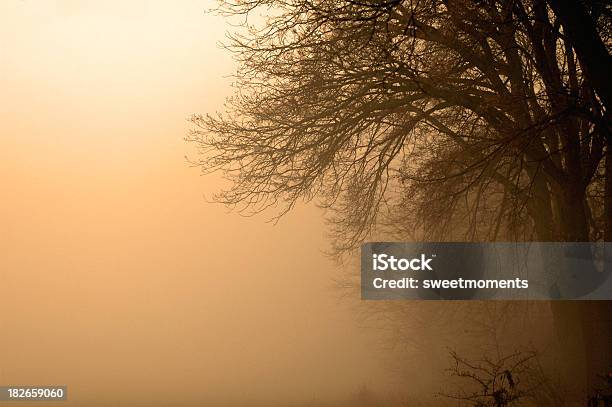 Nebbia Nella Foresta - Fotografie stock e altre immagini di Acqua - Acqua, Acre, Alba - Crepuscolo