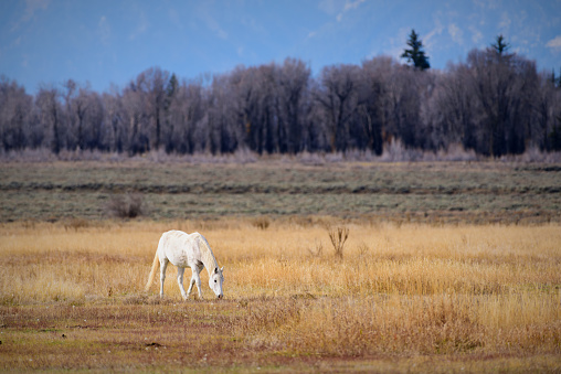 One horse grazes in a pasture with forest in the background at Grand Teton National Park.