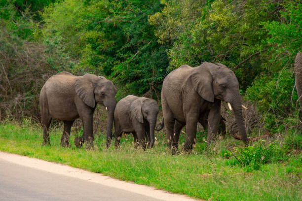 istock Beautiful wild elephant in her natural habitat 1826592201