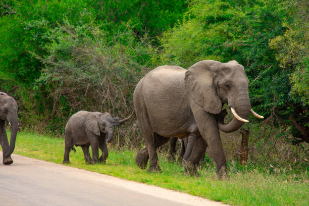 istock Beautiful wild elephant in her natural habitat 1826592203