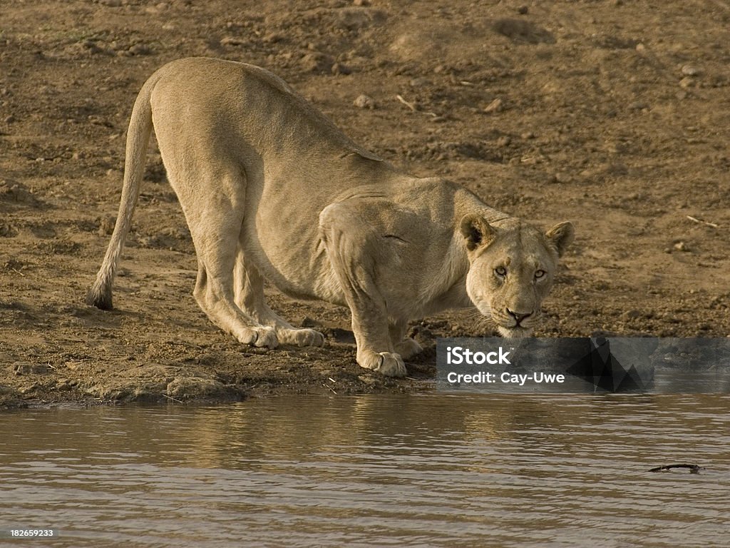 見つめる雌ライオン - アフリカのロイヤリティフリーストックフォト