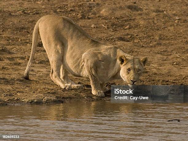見つめる雌ライオン - アフリカのストックフォトや画像を多数ご用意 - アフリカ, サファリ動物, ダム