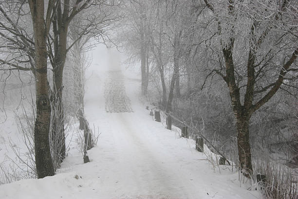 Cold trees stock photo