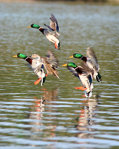 Mallards landing on rippling water a group of mallard ducks landing on the lake drake male duck photos stock pictures, royalty-free photos & images