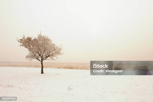 Árvore De Inverno Solitário Com Nevoeiro - Fotografias de stock e mais imagens de Ajardinado - Ajardinado, Alface, Ao Ar Livre