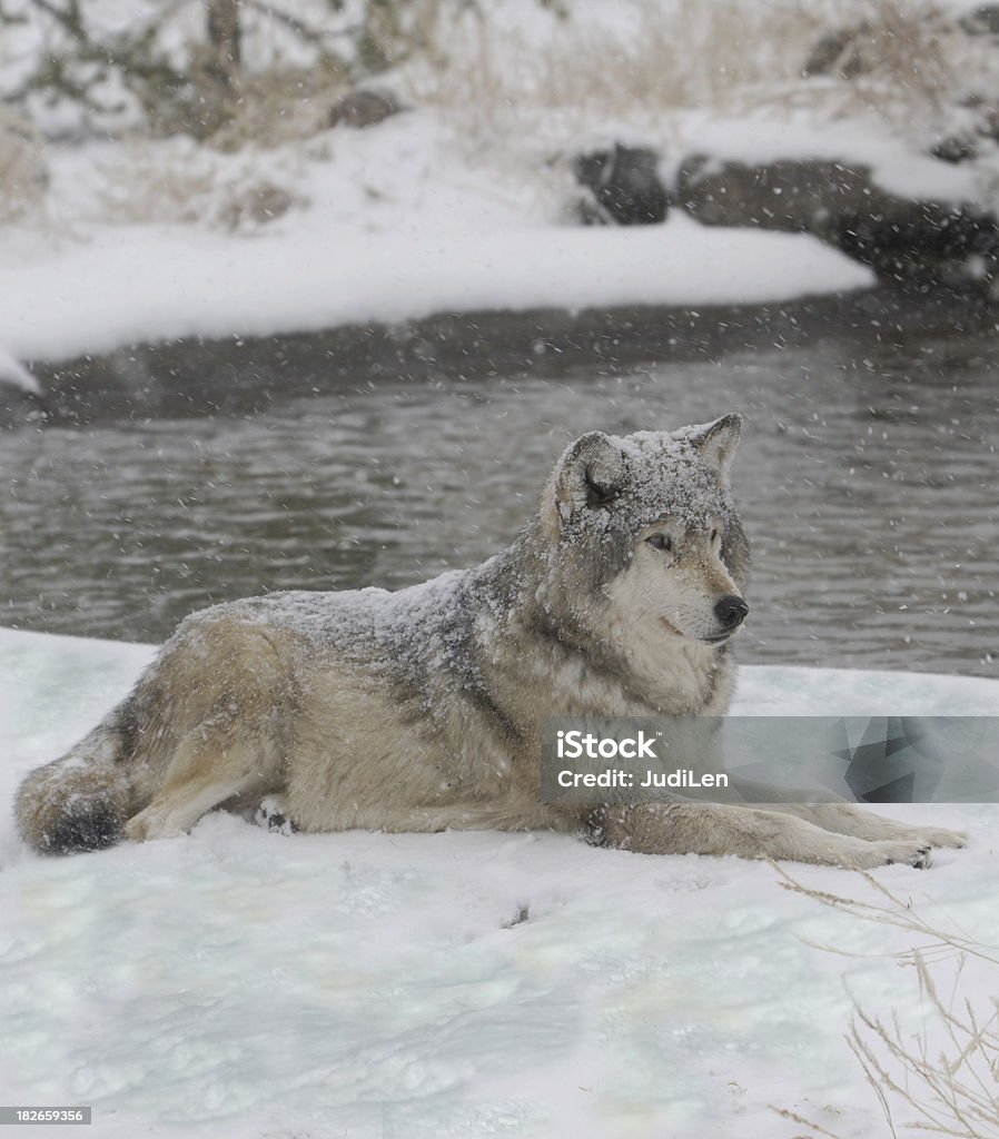 wolf in inverno - Foto stock royalty-free di Fiume Yellowstone