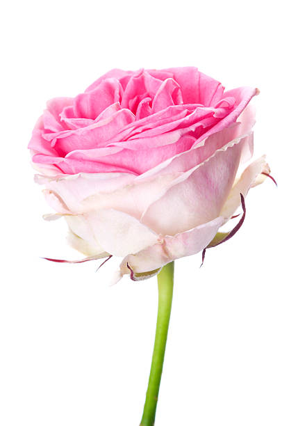 istock Beautiful pink rose on white 182659396