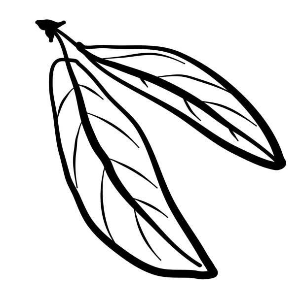 ilustrações, clipart, desenhos animados e ícones de folhas da árvore da romã desenho à mão - illustration and painting vector sketch doodle