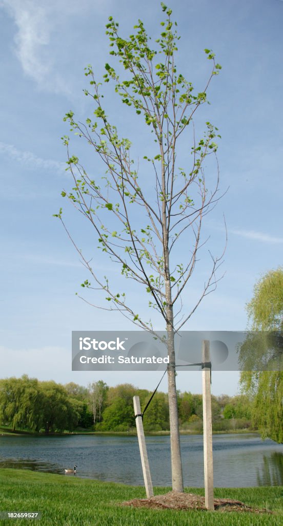 Recientemente plantado árbol - Foto de stock de Árbol libre de derechos