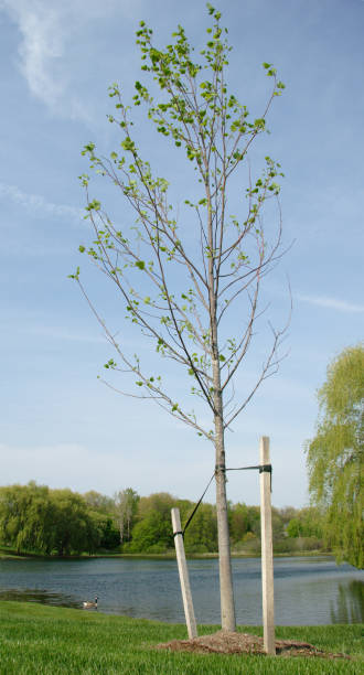Newly Planted Tree stock photo