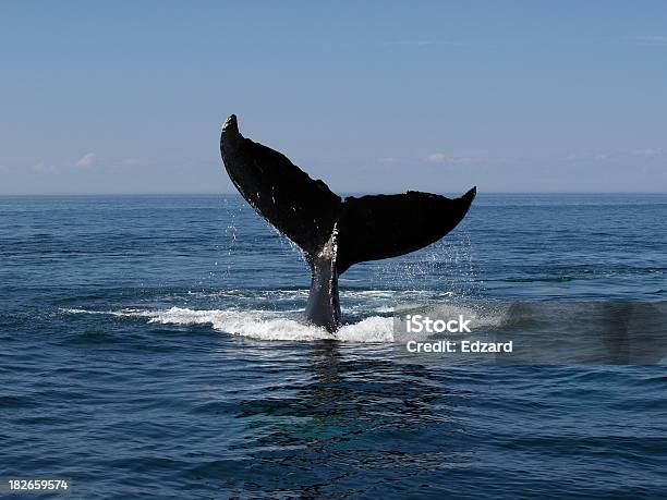Waltauchen Stockfoto und mehr Bilder von Wal - Wal, Buckelwal, Kanada