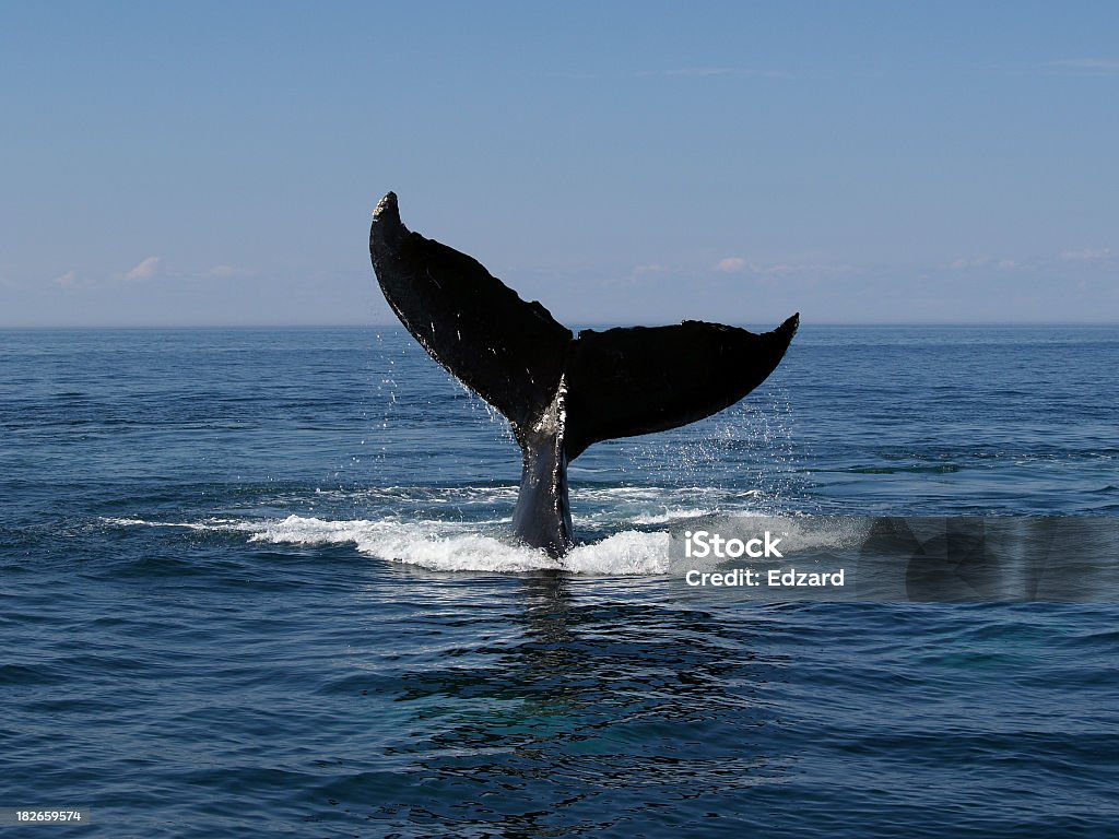 Balena immersioni - Foto stock royalty-free di Balena