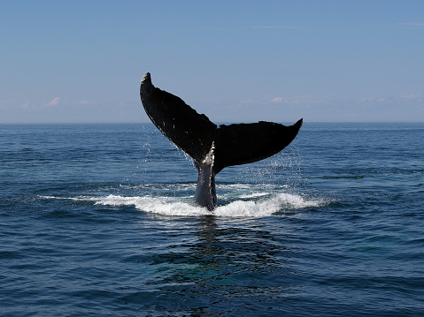 humpback whale diving