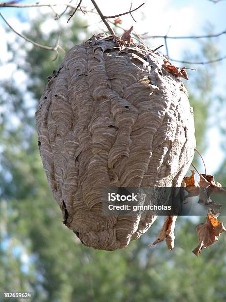 Photo libre de droit de Abeille Hive banque d'images et plus d'images libres de droit de Abeille - Abeille, Arbre, Automne