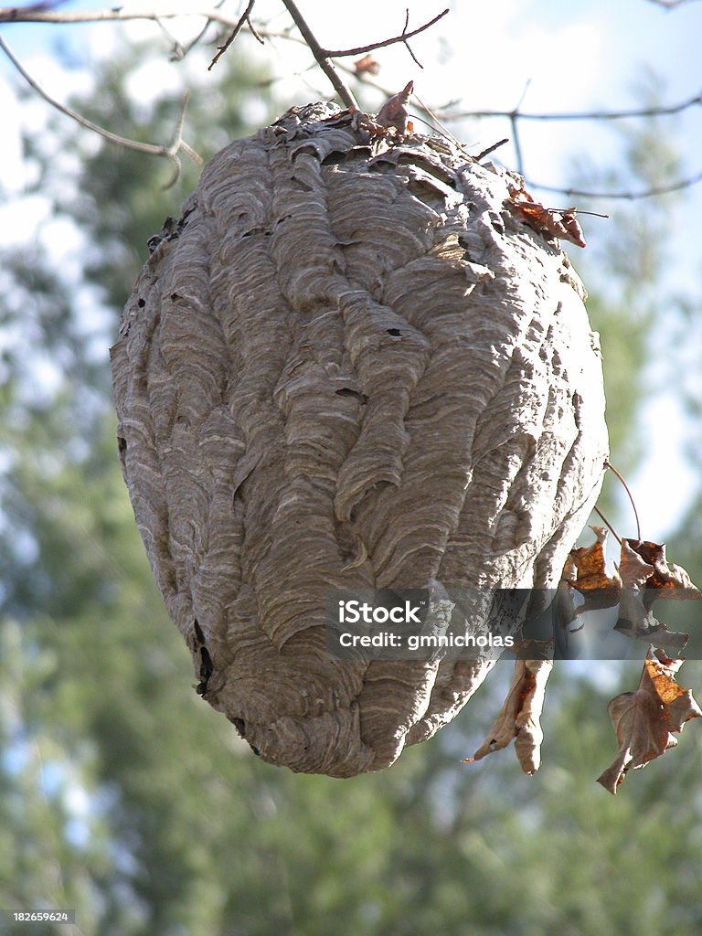 Ape Hive - Foto stock royalty-free di Albero