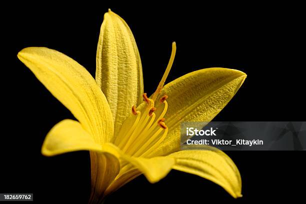 Lírio Amarelo - Fotografias de stock e mais imagens de Aberto - Aberto, Abrir, Alto-Contraste