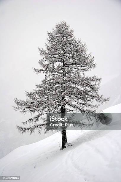 Schnee Kiefer Tree Stockfoto und mehr Bilder von Baum - Baum, Urlaub, Abenddämmerung