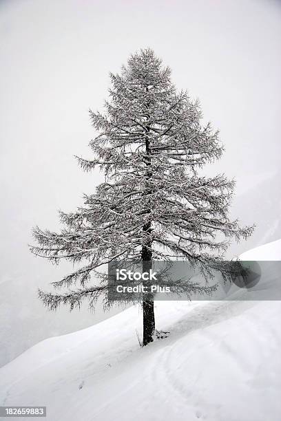 Foto de Pinheiros Cobertos De Neve e mais fotos de stock de Férias - Férias, Árvore, Branco