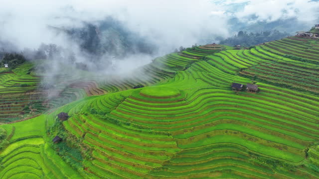 Drone view of Rice terraces with morning mist in Mu cang chai, Vietnam. Beautiful landscape in Vietnam.