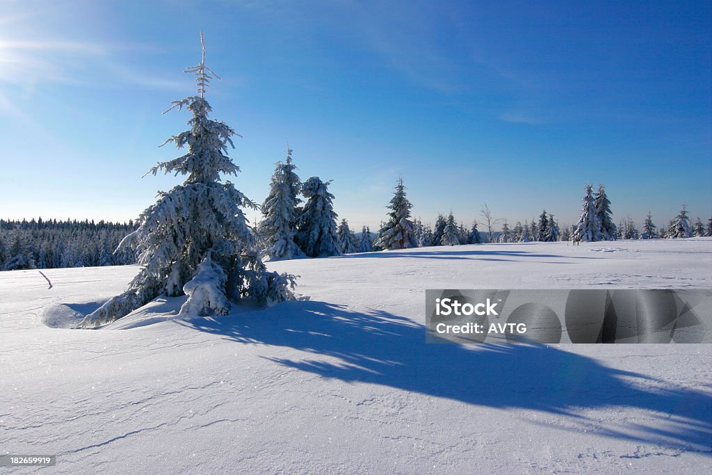 Paisagem de Inverno XXI - Royalty-free Abeto Foto de stock