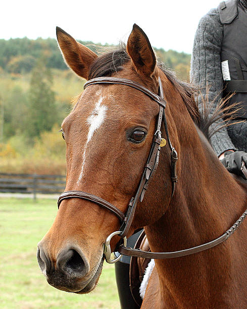 istock Head Shot of Thoroughbred Horse 182659959