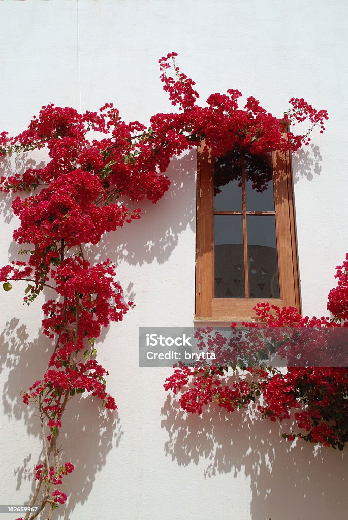 Escalada buganvilia rojo contra la pared blanca de una casa. - Foto de stock de Buganvilla libre de derechos