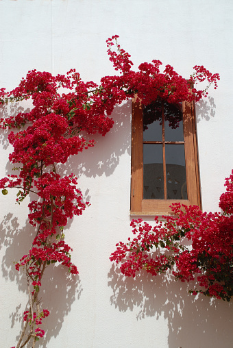 Red bougainvillea climbing against the white wall of a house.