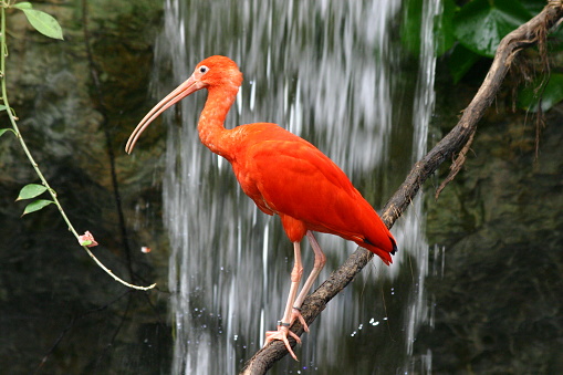 Big Bird (Scarlet Ibis) posing against a waterfall background. 