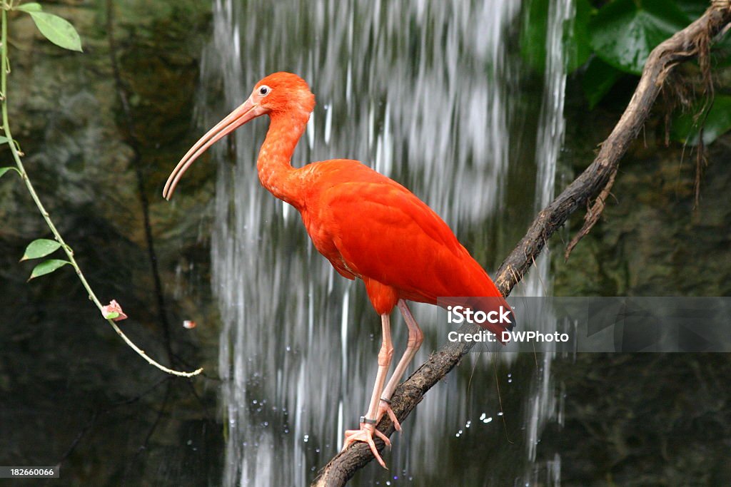 Cachoeira - Foto de stock de Íbis-escarlate royalty-free