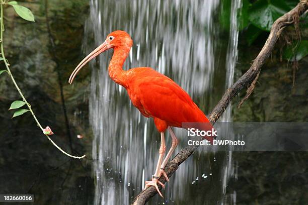 Foto de Cachoeira e mais fotos de stock de Íbis-escarlate - Íbis-escarlate, Animal, Animal selvagem