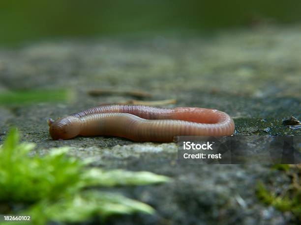 Lombriz De Tierra Foto de stock y más banco de imágenes de Animal - Animal, Cebo, Fotografía - Imágenes