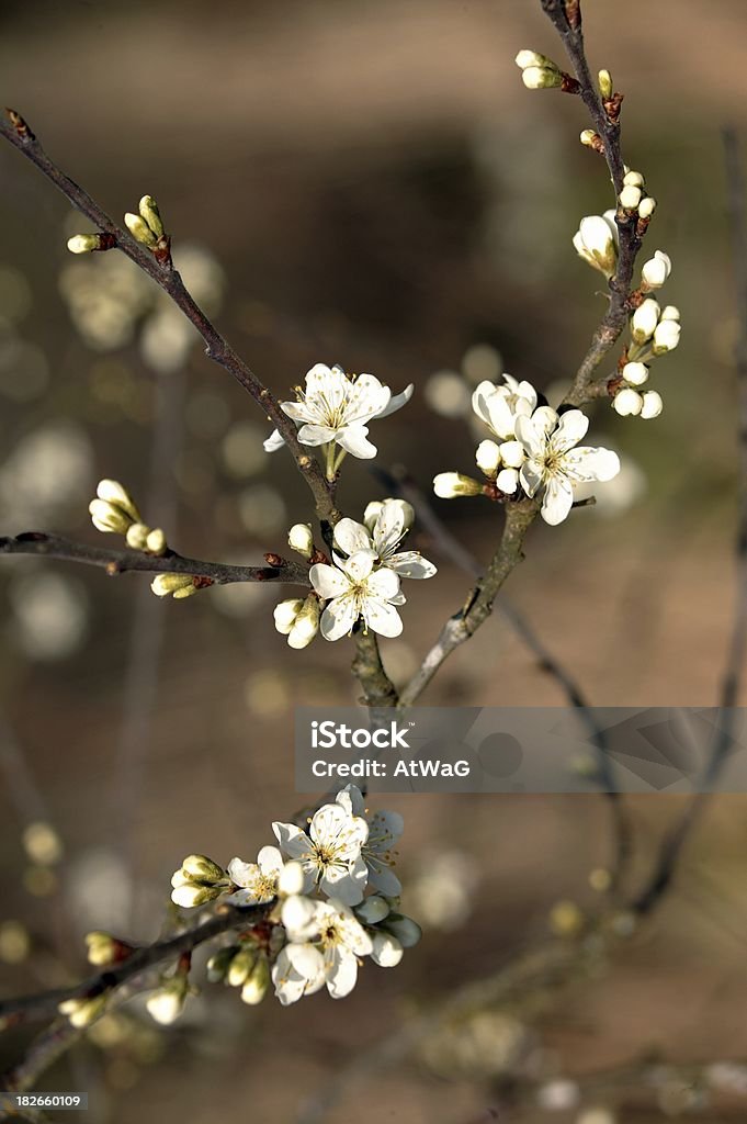 Prunellier - Photo de Arbre libre de droits