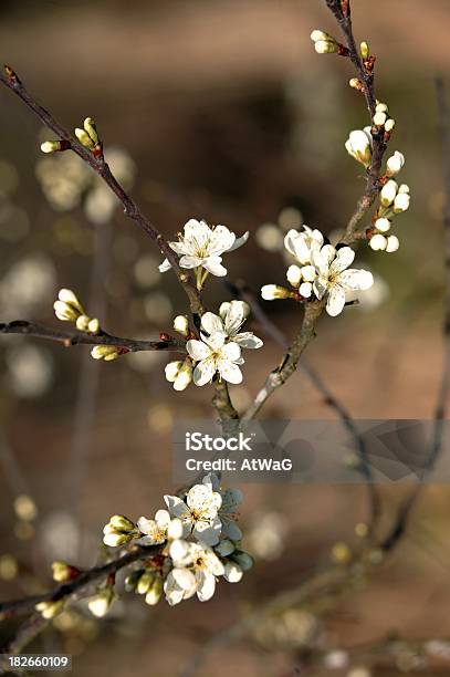 Ameixoeira Brava - Fotografias de stock e mais imagens de Ameixoeira brava - Ameixoeira brava, Arbusto, Arbusto espinheiro