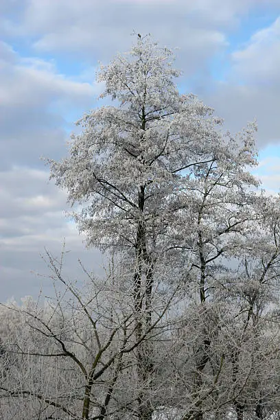 a wintertree