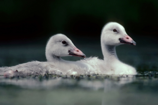 two trumpeter swan cygnets swim in a pond in central Minnesota