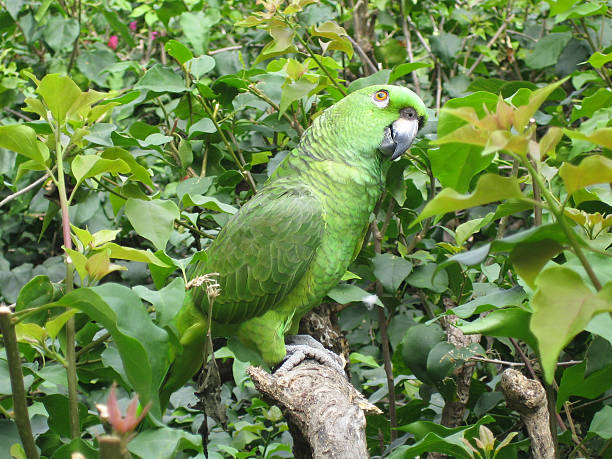 Loro camuflado - foto de stock