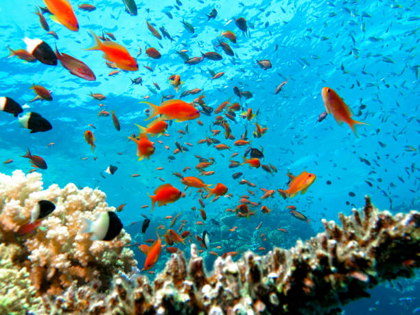 istock Diving in an aquarium 1826602859