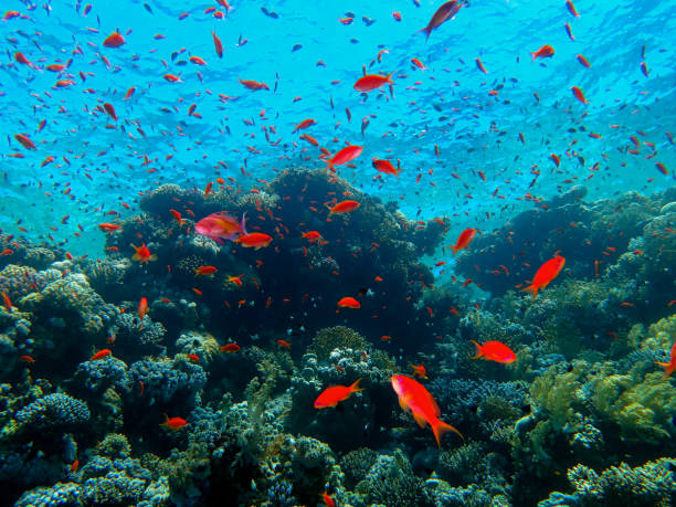 istock The magic of the Red Sea 1826603247