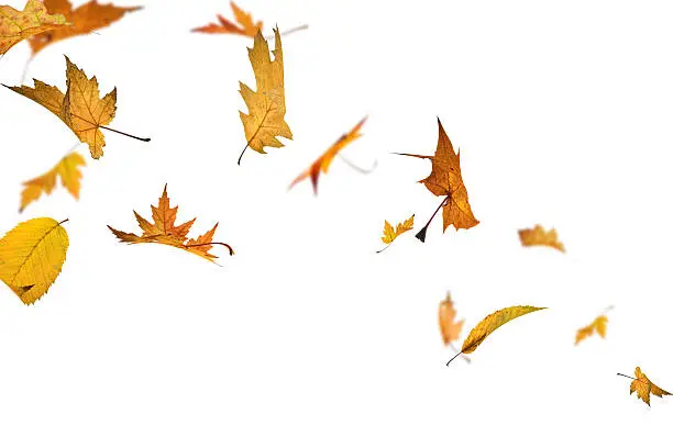 Autumn leaves spinning in the wind