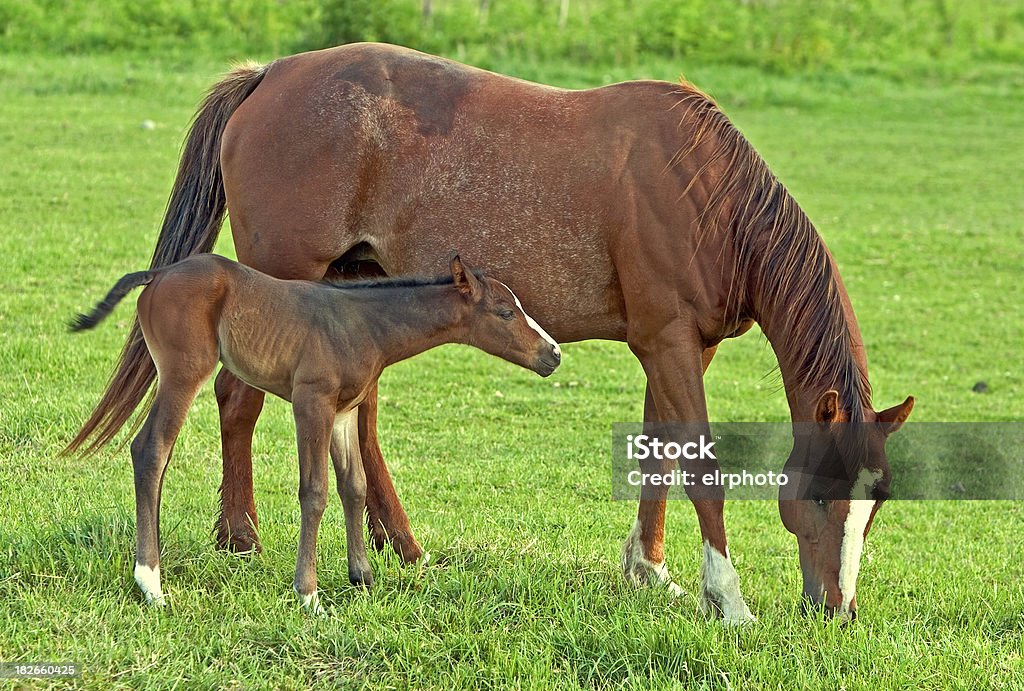 Poldra com mãe - Foto de stock de Amizade royalty-free