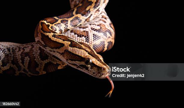 Pitón Birmano Foto de stock y más banco de imágenes de Pitón birmano - Pitón birmano, Serpiente, Piel de serpiente