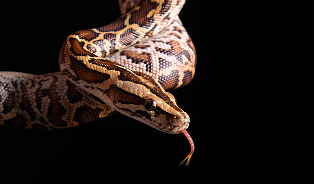 Burmese Python "Close up of Burmese Python, isolated on black" morelia stock pictures, royalty-free photos & images