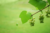 Along the Grape Vine