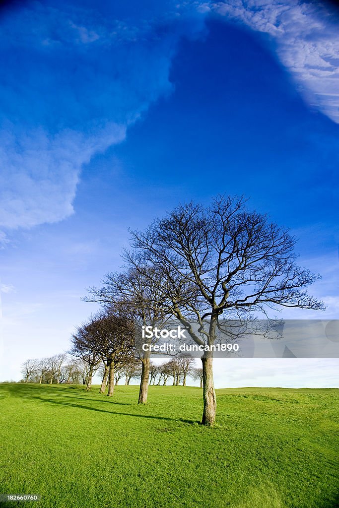 Arbres nus - Photo de Angleterre libre de droits