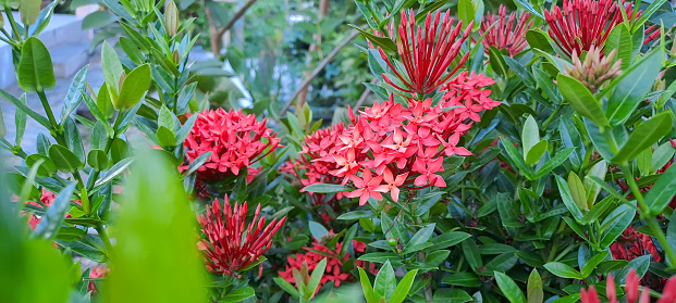 Beautiful Red spike flower. King Ixora blooming (Ixora chinensis). Rubiaceae flower.Ixora flower. Ixora coccinea flower in the garden.