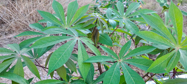 istock green cassava leaves in the garden 1826608412