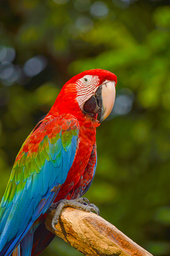 Poultry is a family Psittacidae Macaw is a large bird family hookworm. Popular culture because the colors are beautiful, tame and could imitate people.