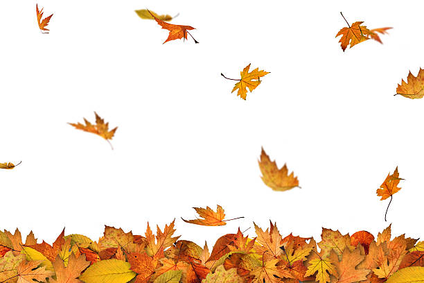 istock Falling autumn leaves XXXL 182660971